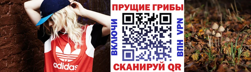 Галлюциногенные грибы мицелий  Хасавюрт 